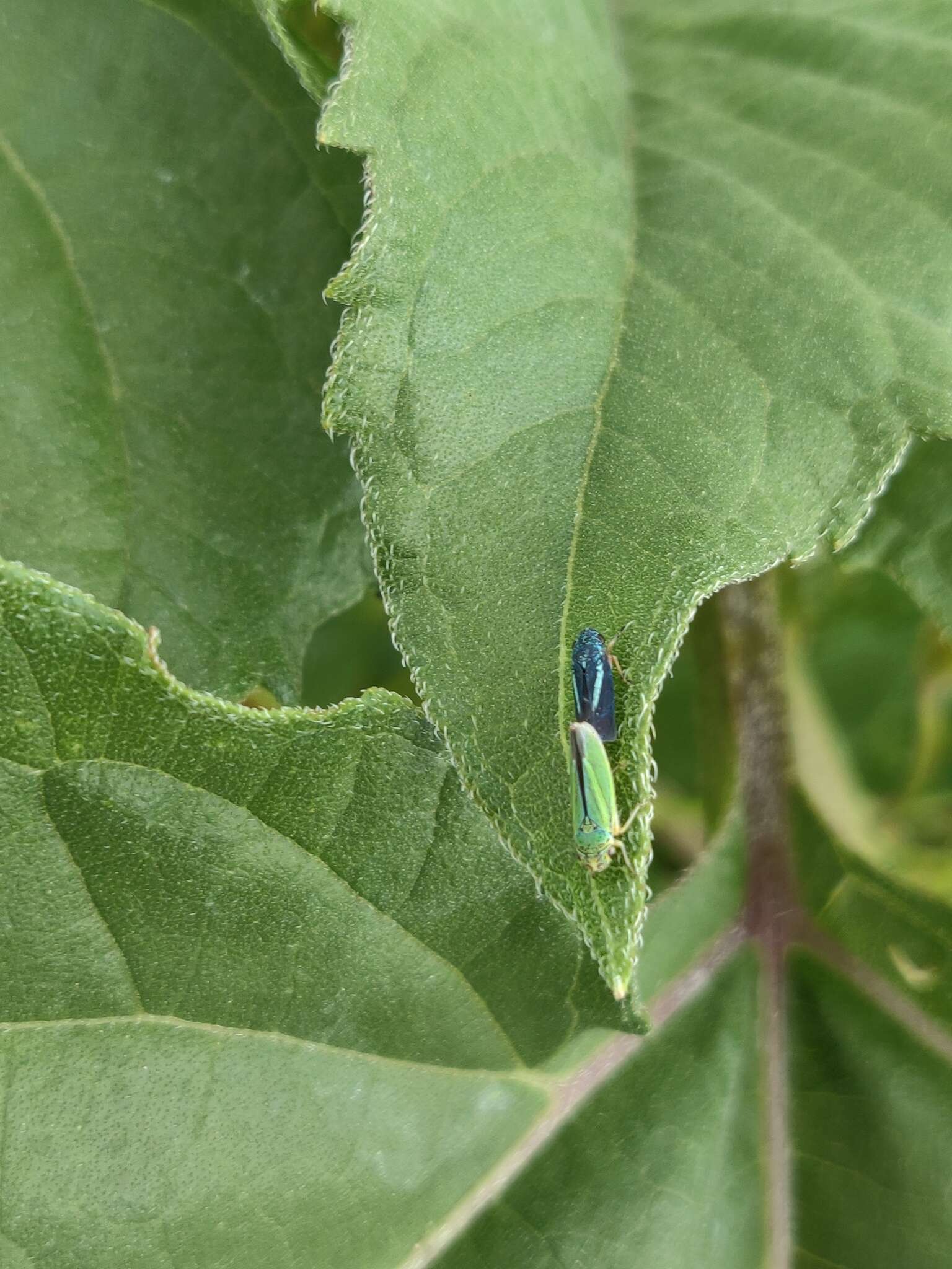 Graphocephala lugubris (Signoret 1854)的圖片