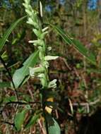 Image of Spiranthes sylvatica P. M. Br.