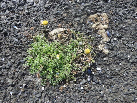 Image of false mayweed