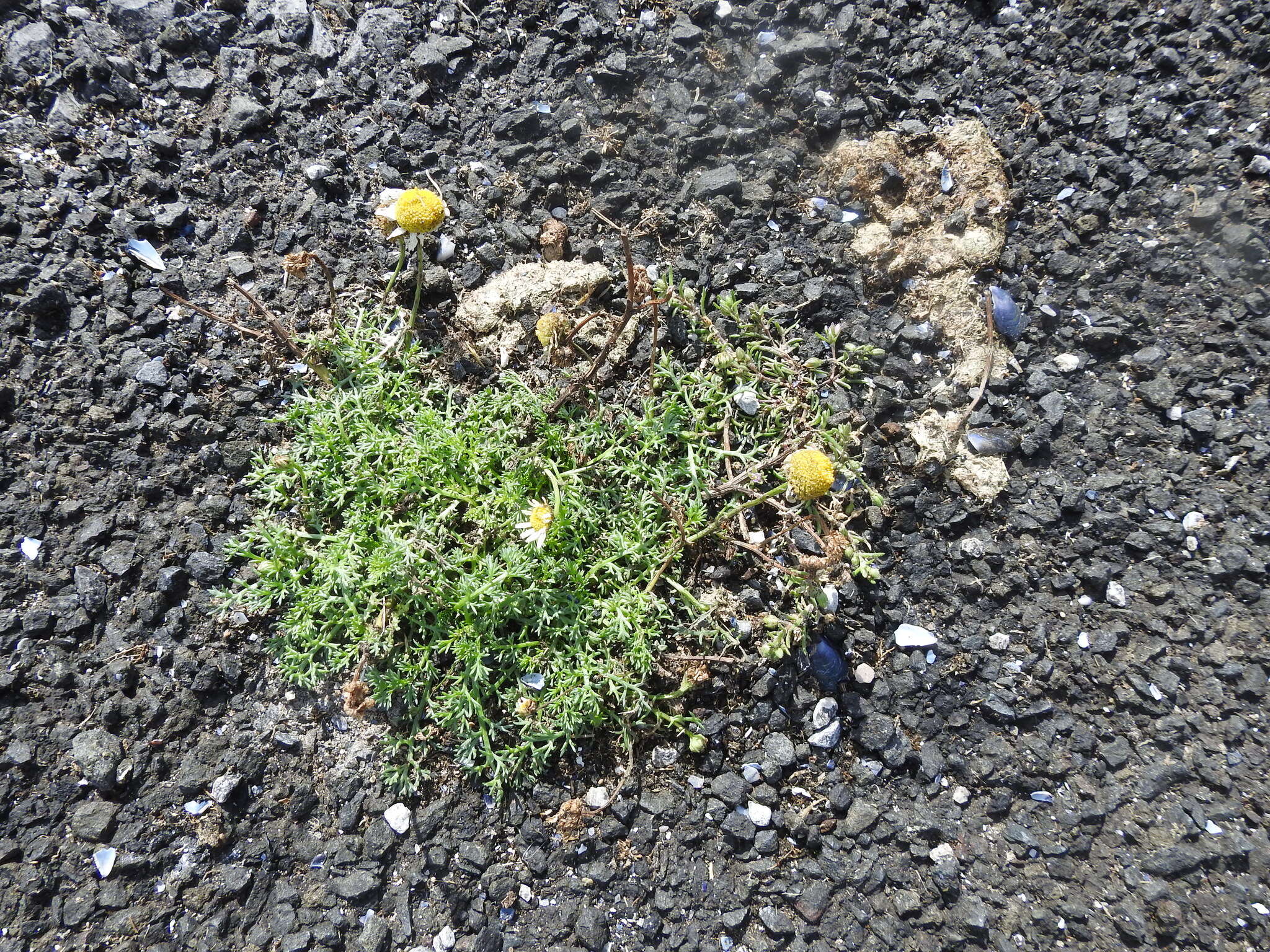 Image of false mayweed