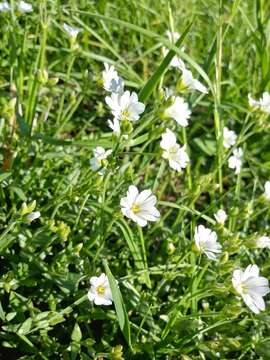 Image of Cerastium utriense G. Barberis