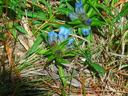 Image de Gentiana davidii Franch.