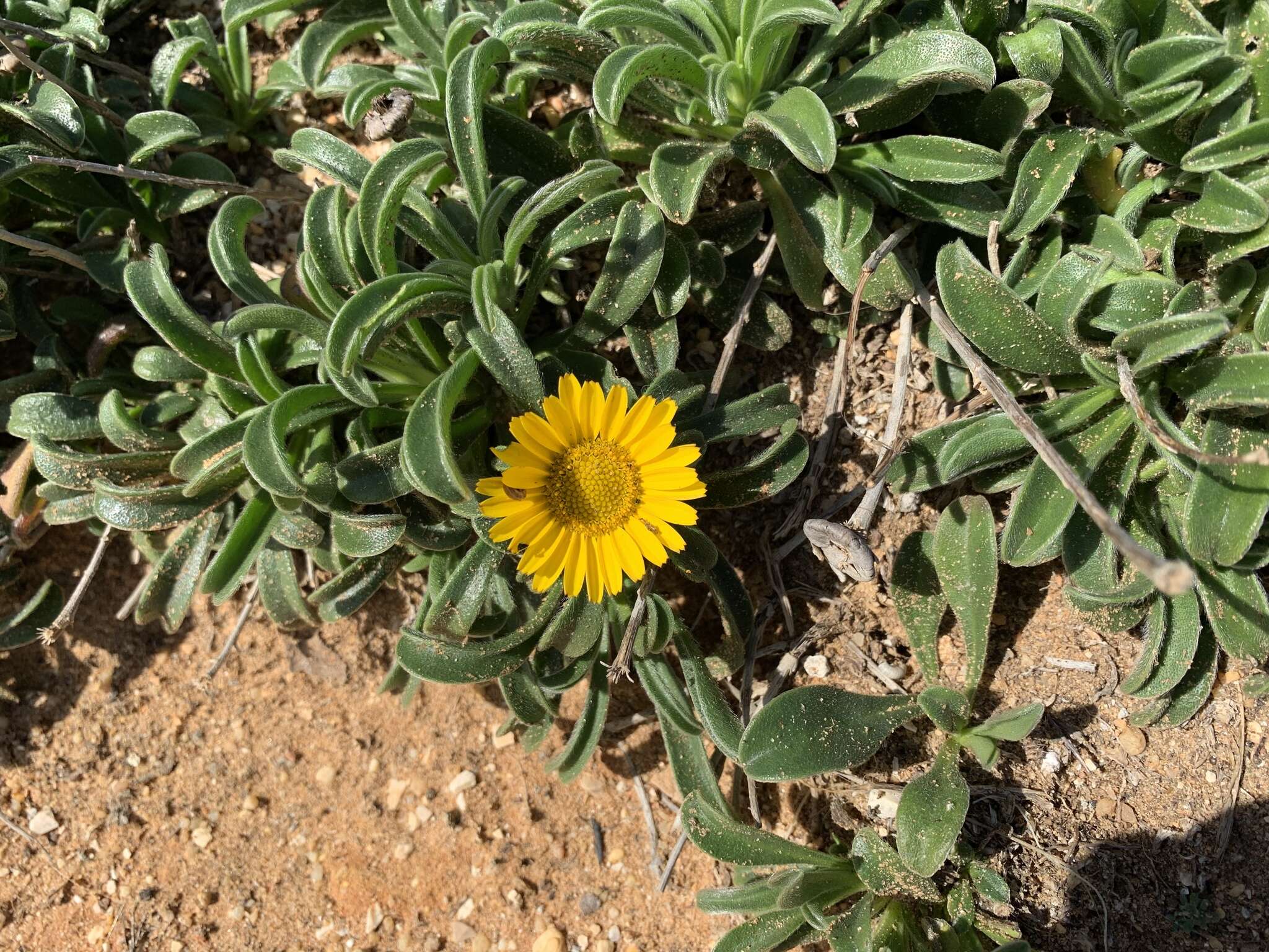 Image of estrella de mar