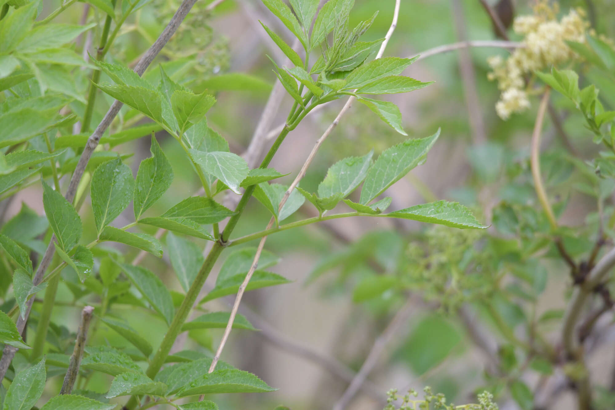 Image of Sambucus williamsii Hance