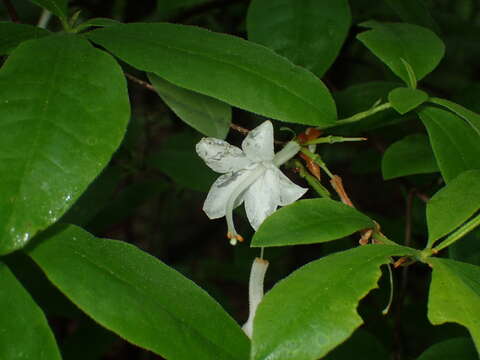 Image of Alabama azalea