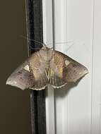 Image of Pterogonia cardinalis Holloway 1976