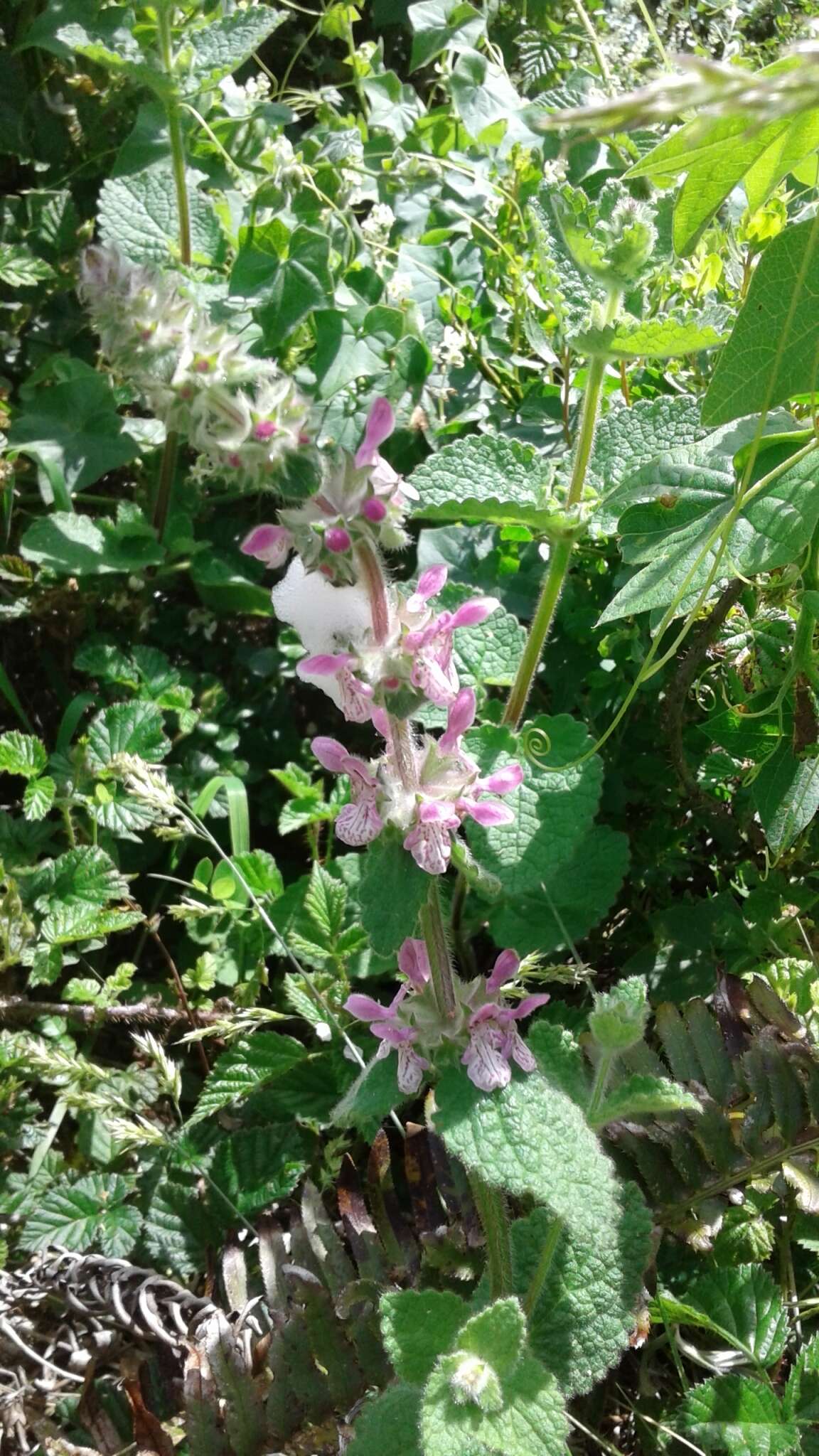 Image of bugle hedgenettle