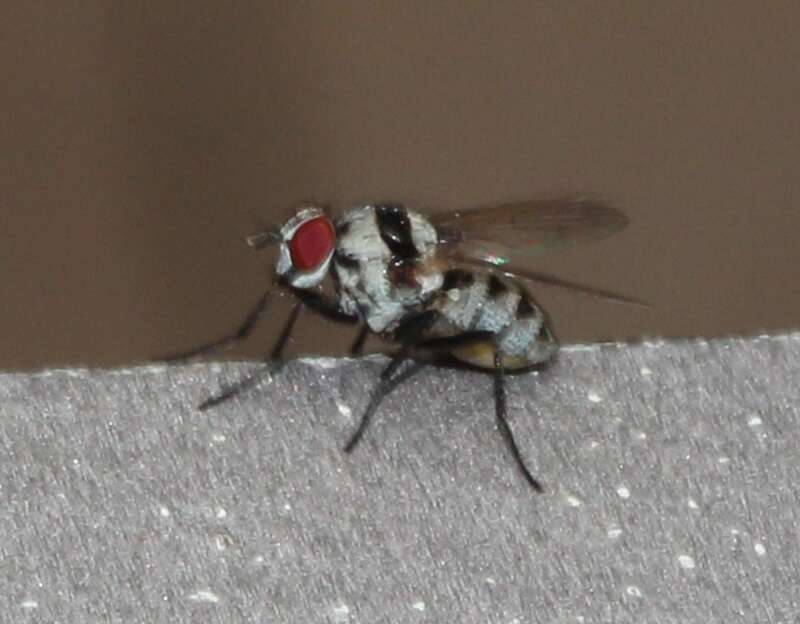 Image of Anthomyia medialis Colless 1982