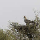 Image of Asian Tawny Eagle