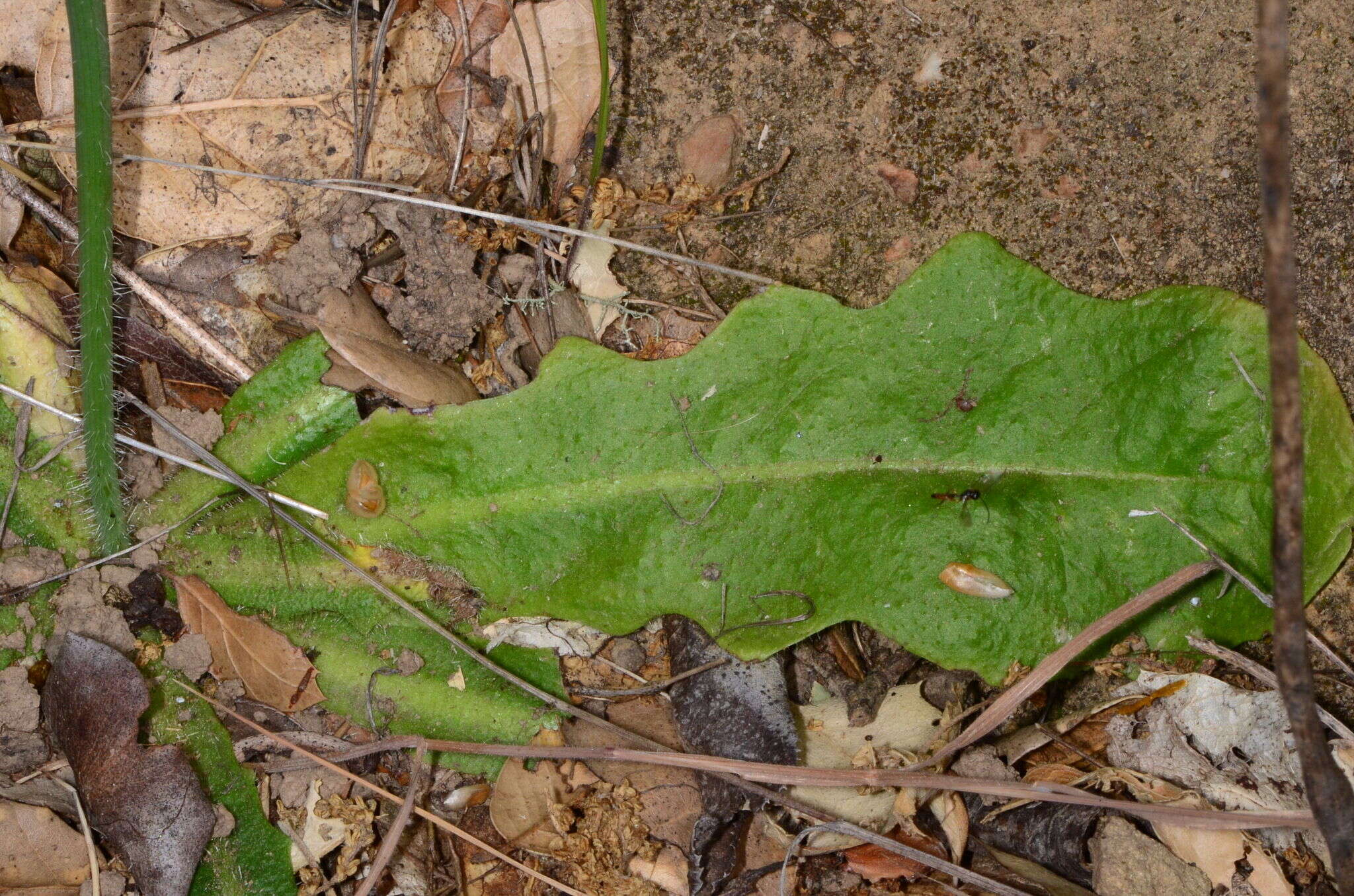 Image of Hairy Cat's-Ear