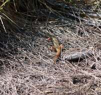 Image of Black-backed Yellow-lined Ctenotus