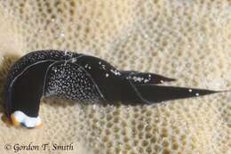 Image of White-capped swallowtail slug