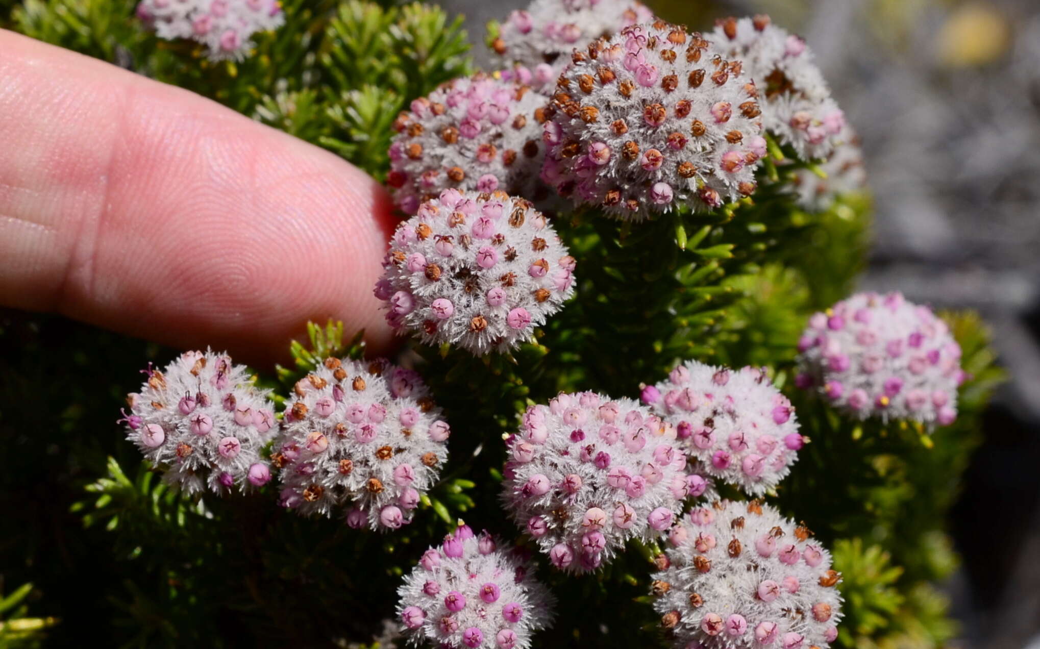 Image of Stoebe rosea Dod