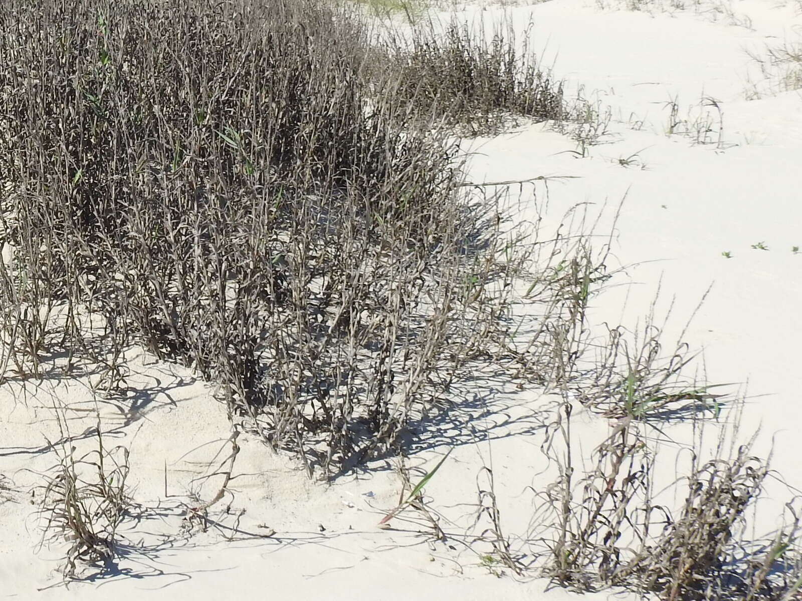 Image of bitter panicgrass