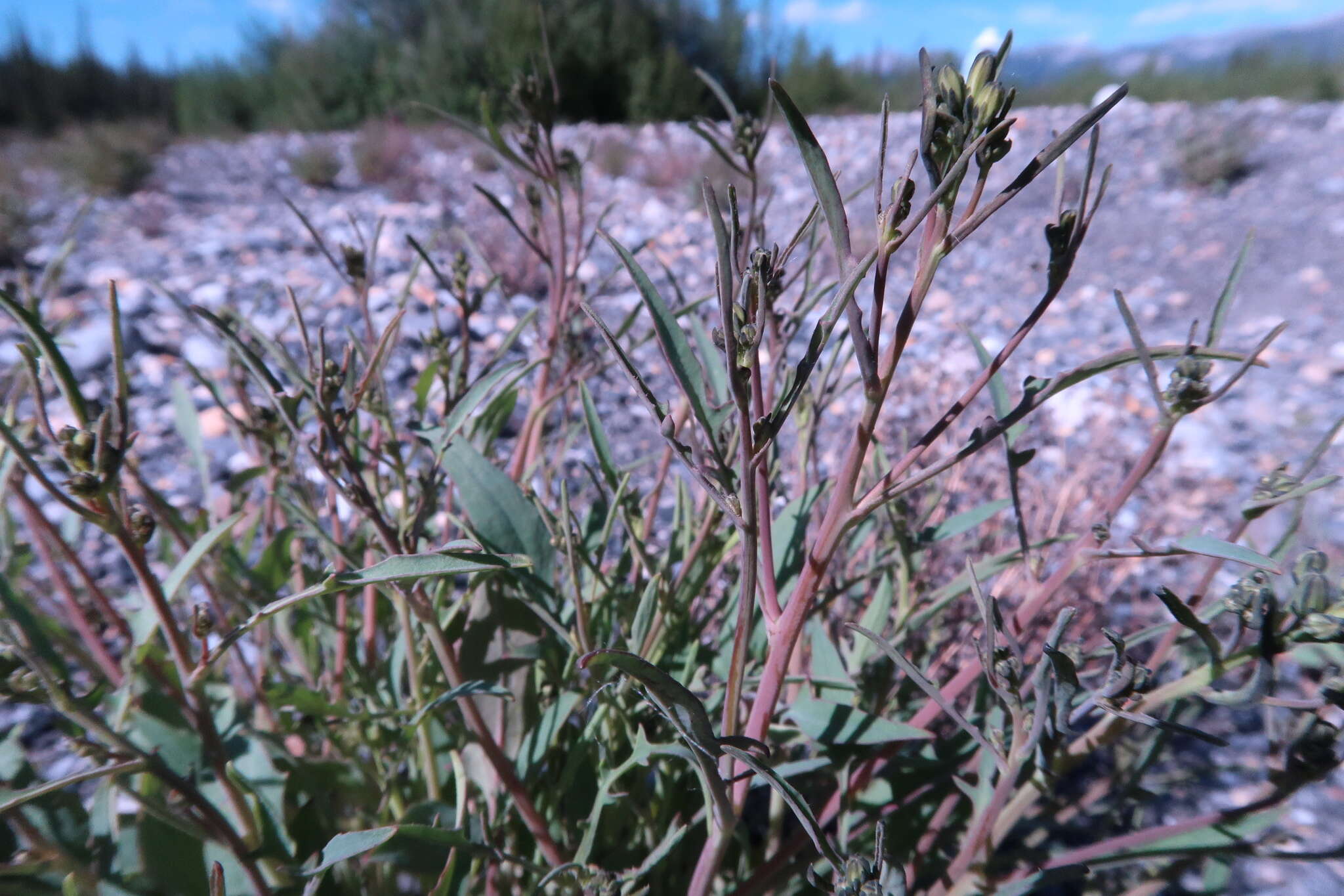 Plancia ëd Askellia elegans (Hook.) W. A. Weber