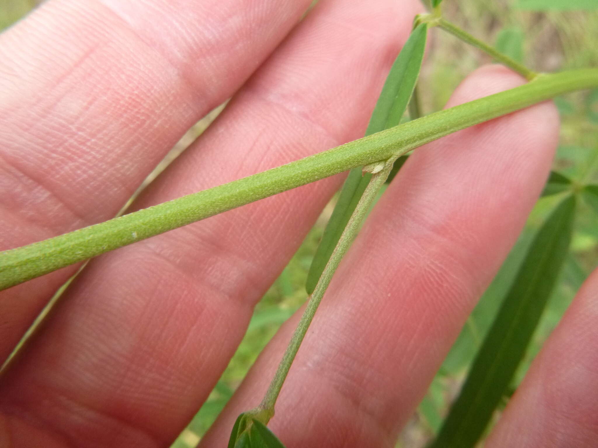 Image of lanceleaf rattlebox