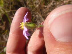 Imagem de Ionactis linariifolia (L.) Greene