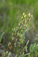 Image of Salix myrtilloides L.