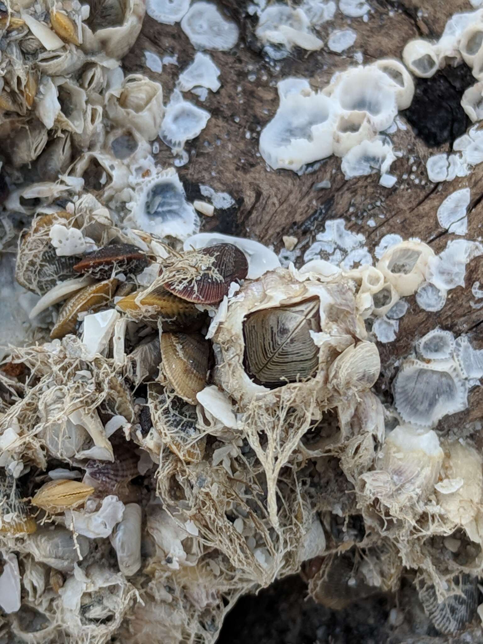 Image of Barnacle