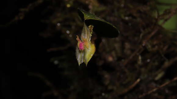 Image of Lepanthes dunstervilleorum Foldats