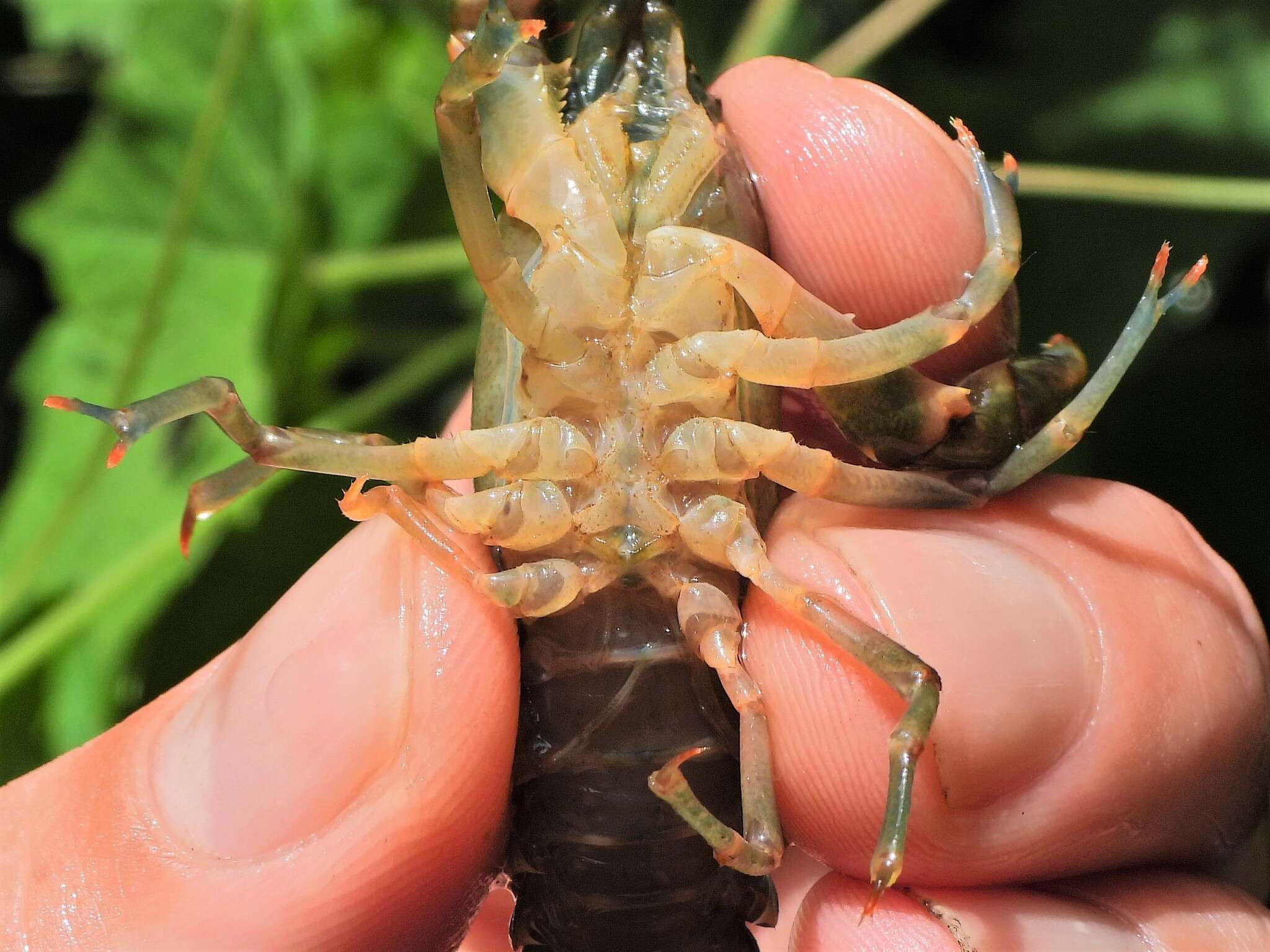 صورة Cambarus acuminatus Faxon 1884