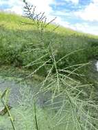Image of Amazon Viper Grass