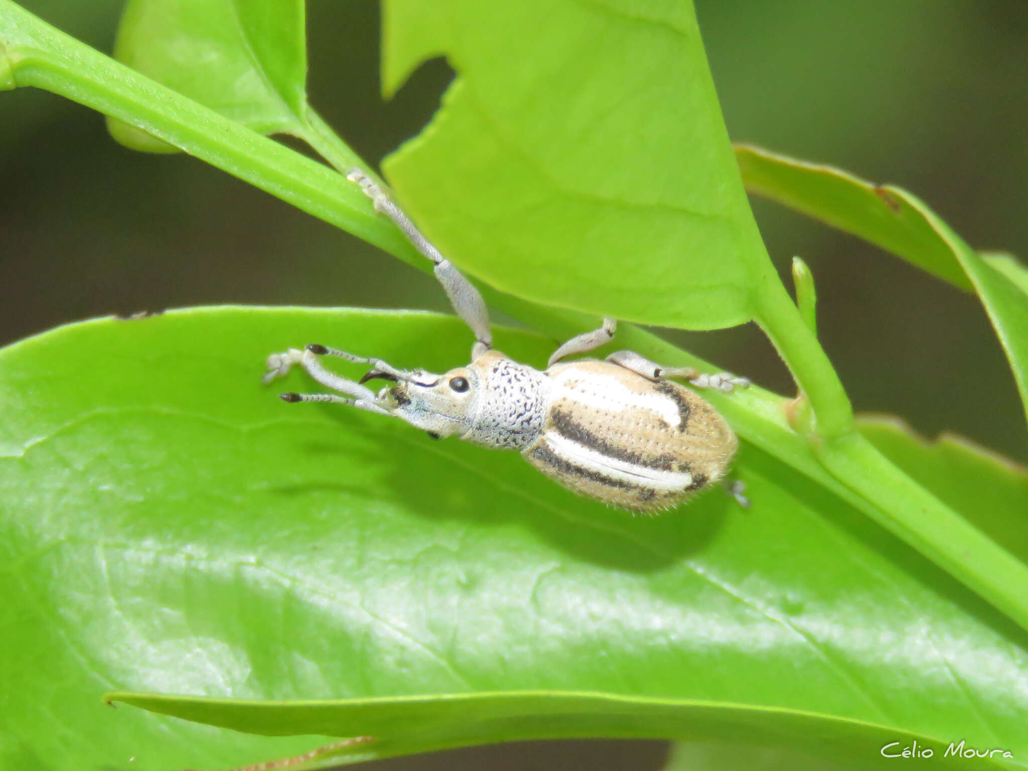 Image of Naupactus glaucus Perty 1832