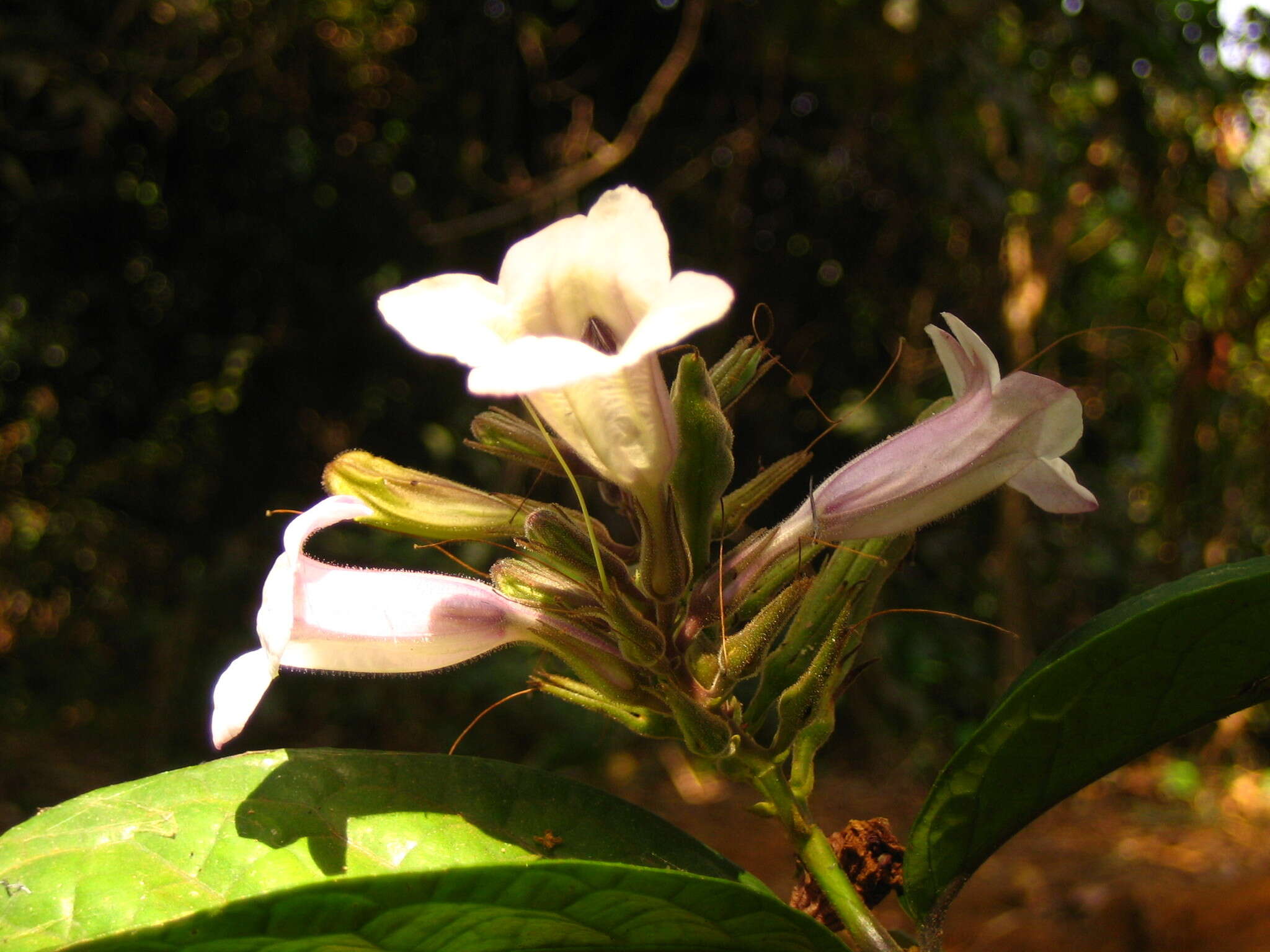 Image of Asystasia scandens (Lindl.) Hook.