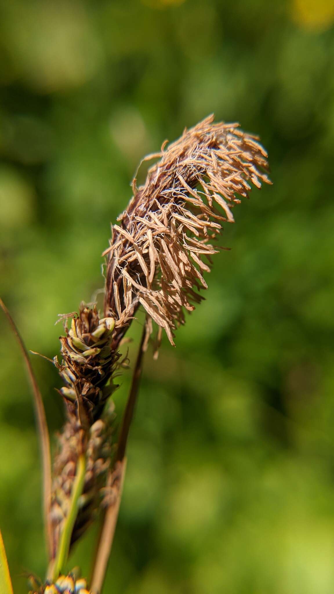 Image of Northwestern Showy Sedge