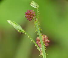 Sivun Mimosa quadrivalvis var. leptocarpa (DC.) Barneby kuva