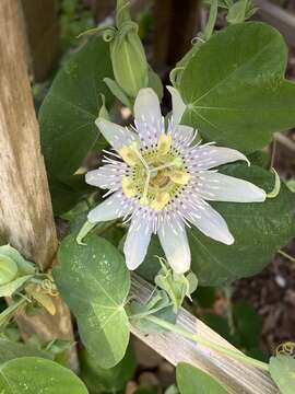 Image of pineland passionflower