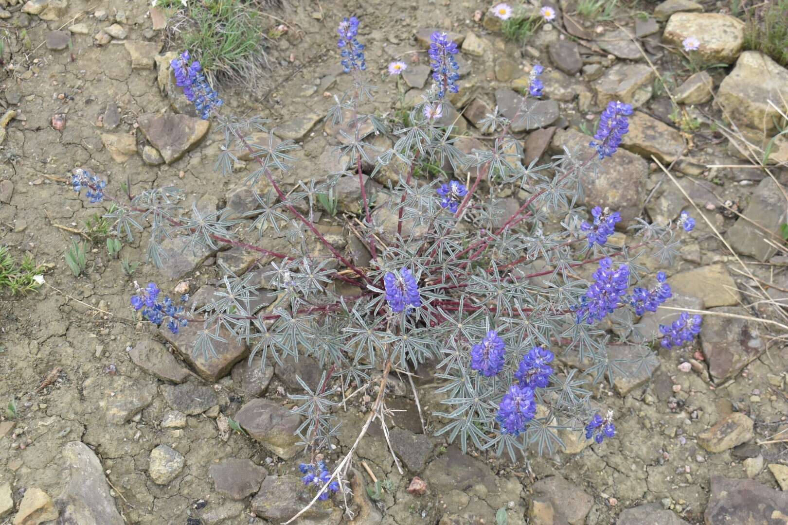 Imagem de Lupinus argenteus var. argenteus