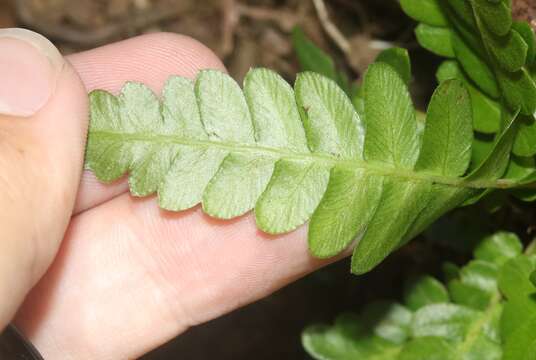 Image of palm fern