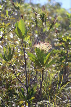 صورة Ixora francii Schltr. & K. Krause