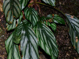 Image of Alpinia pumila Hook. fil.