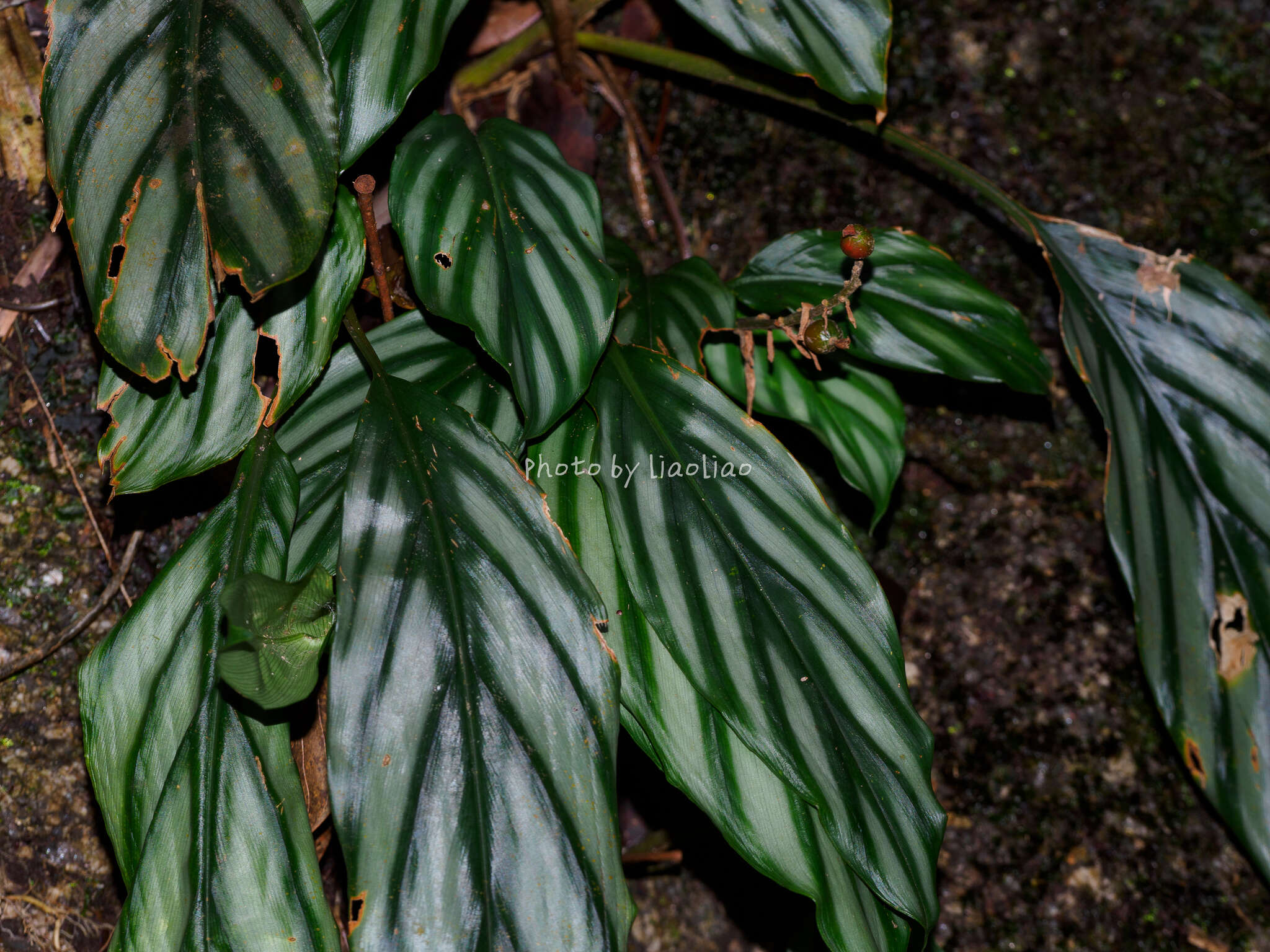 Imagem de Alpinia pumila Hook. fil.