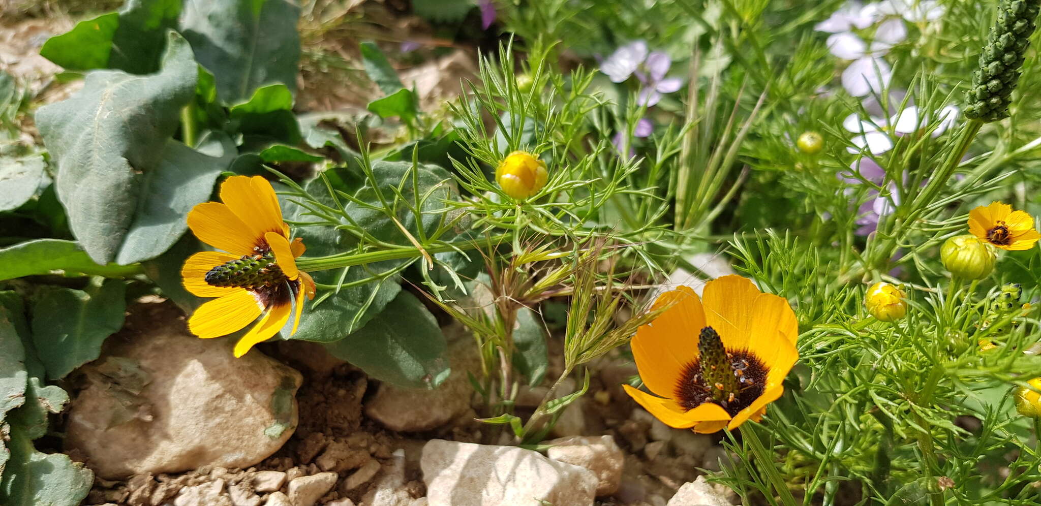 Image of Adonis dentata Delile