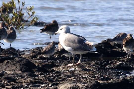 Image of Pallas's Gull