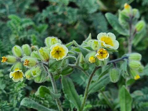 Image of Nonea alpestris (Stev.) G. Don fil.