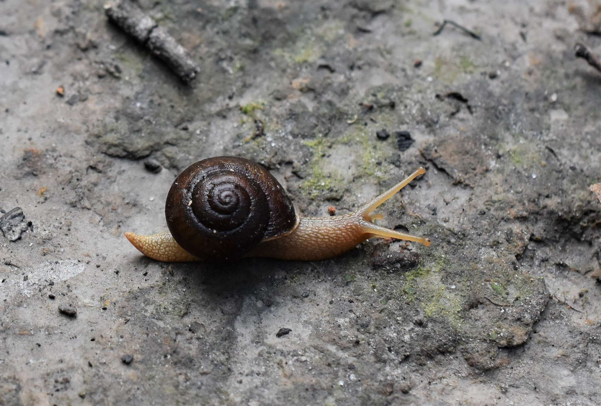 Image of southern hairy red snail