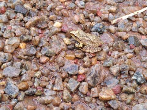 Image of Pristimantis chiastonotus (Lynch & Hoogmoed 1977)