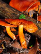 Image of Dermocybe splendida E. Horak 1983