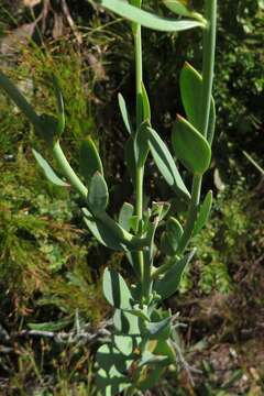 Imagem de Heliophila linearis var. reticulata (Eckl. & Zeyh.) Marais