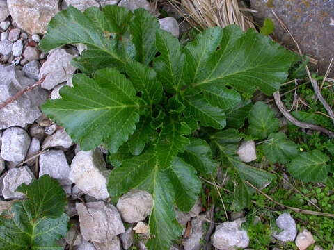 Imagem de Pastinaca lucida L.