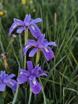 Sivun Iris goniocarpa Baker kuva