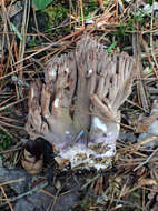 Image of Ramaria fumigata (Peck) Corner 1950