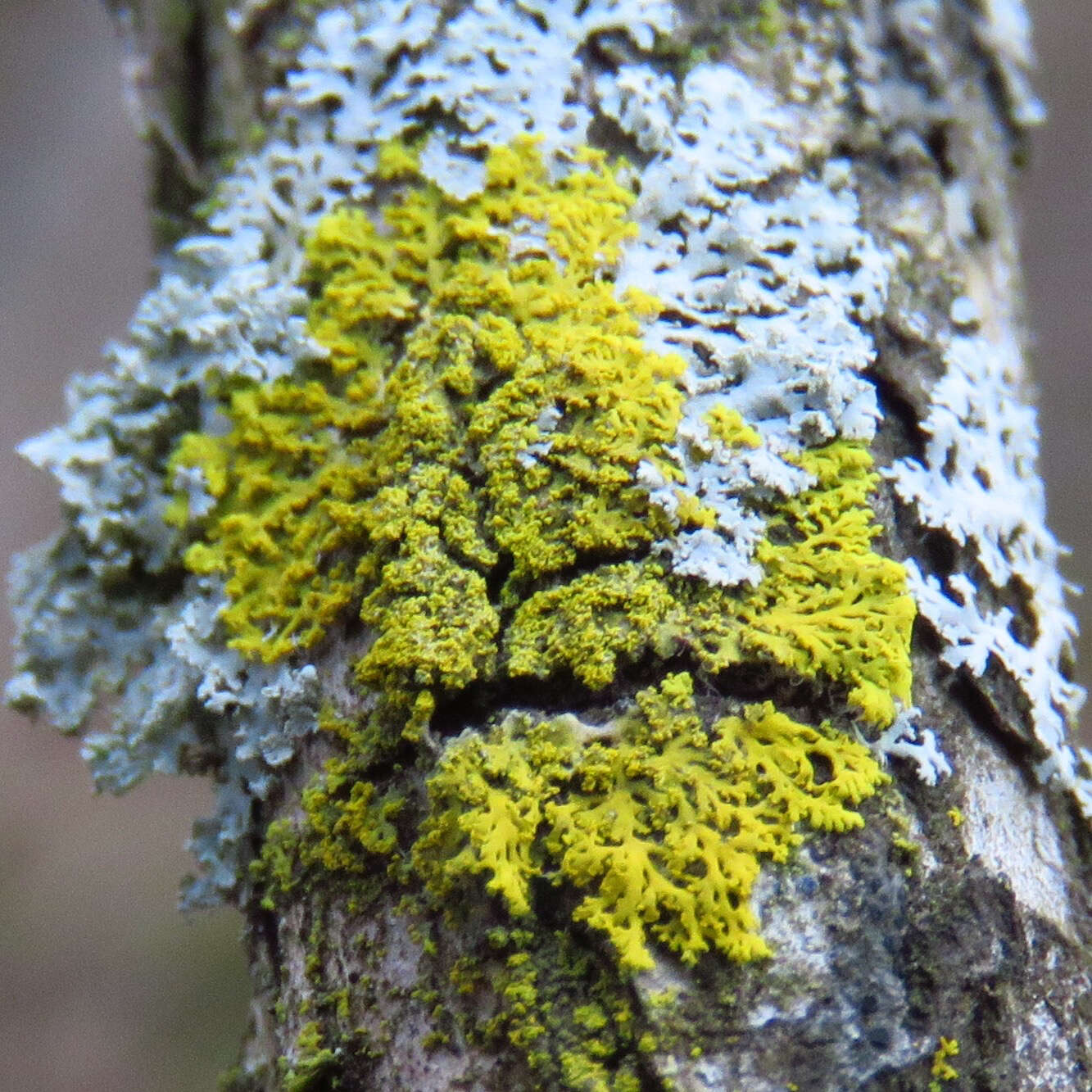 Imagem de Candelaria concolor (Dicks.) Stein