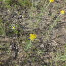 Image of Achillea micrantha Willd.