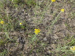 Achillea micrantha Willd. resmi