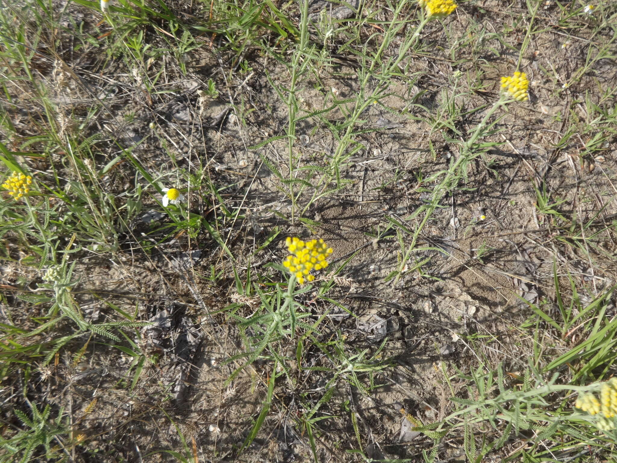 Achillea micrantha Willd. resmi